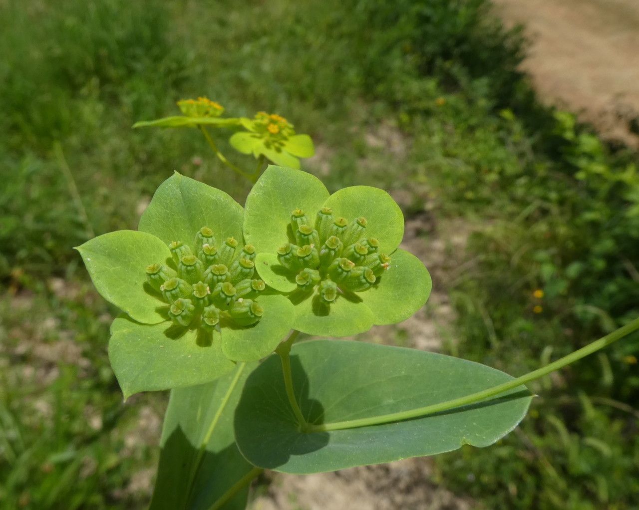 Bupleurum subovatum fruit