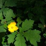 Stylophorum diphyllum