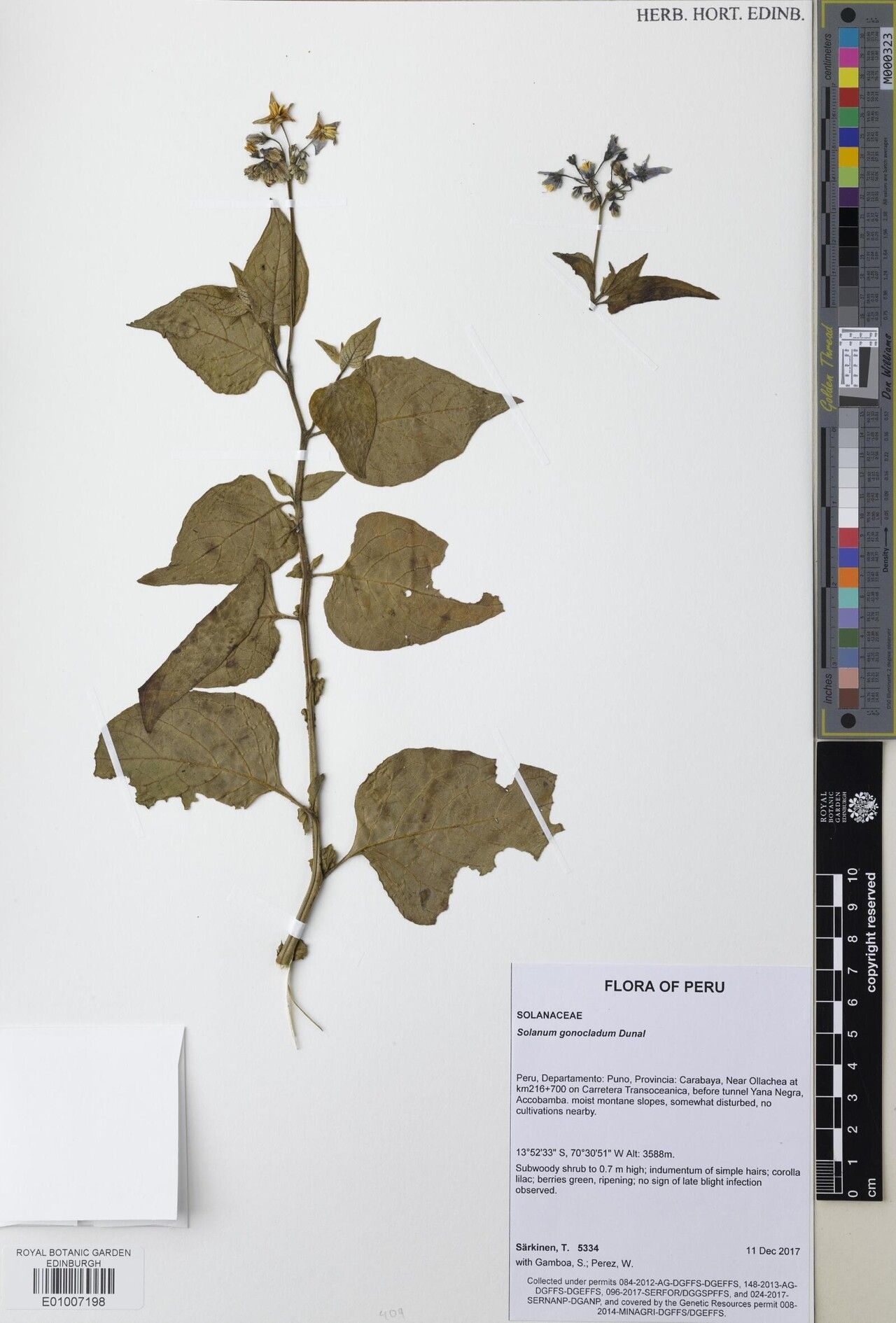 Solanum gonocladum — houseplant care guide