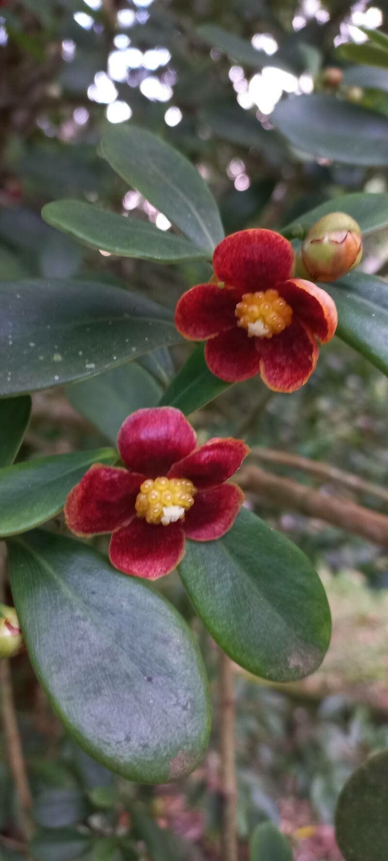 Clusia panapanari — search result for 'Clusia'