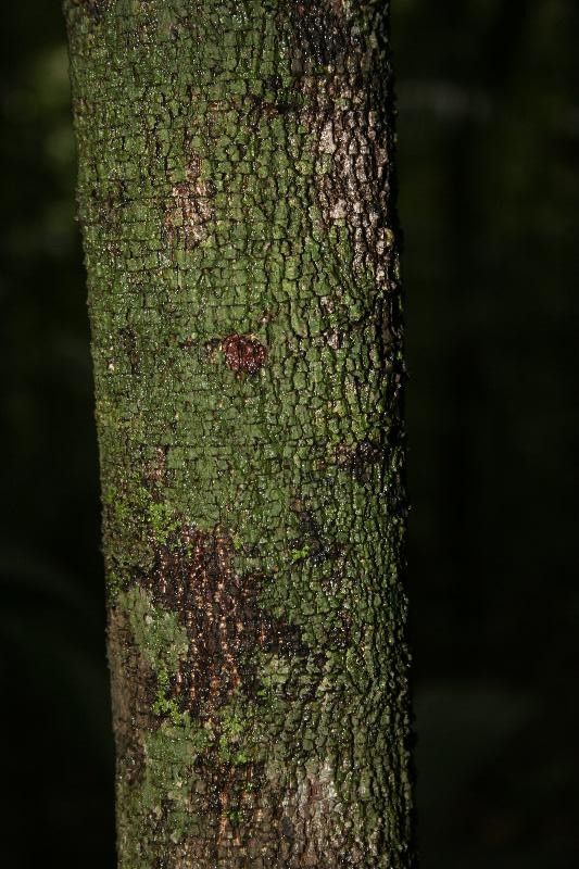 Cupania rubiginosa bark