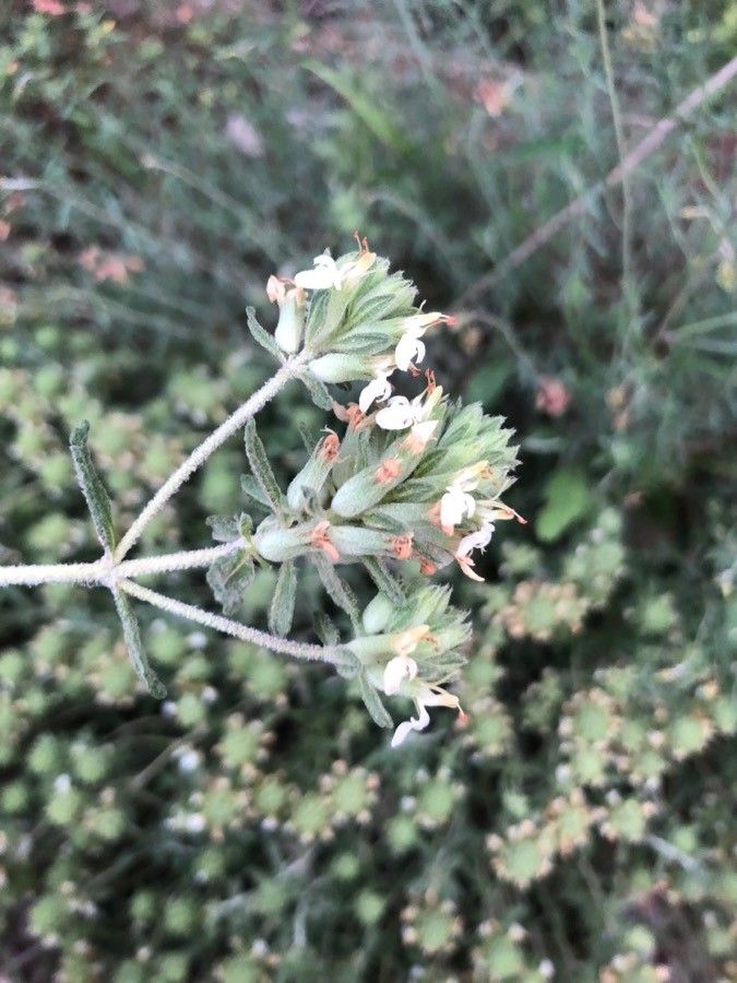 Teucrium dunense flower