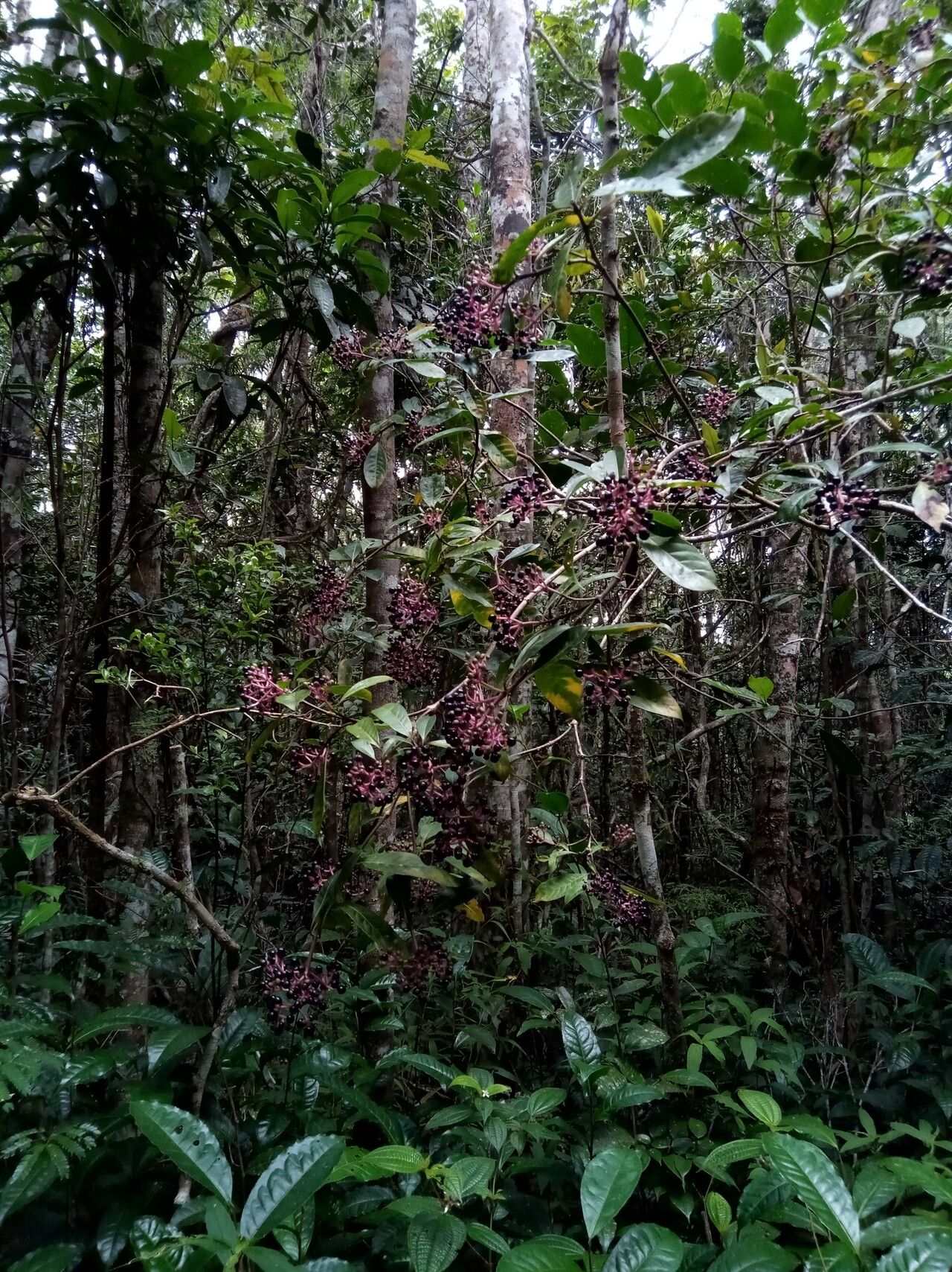 Chassalia catatii habit