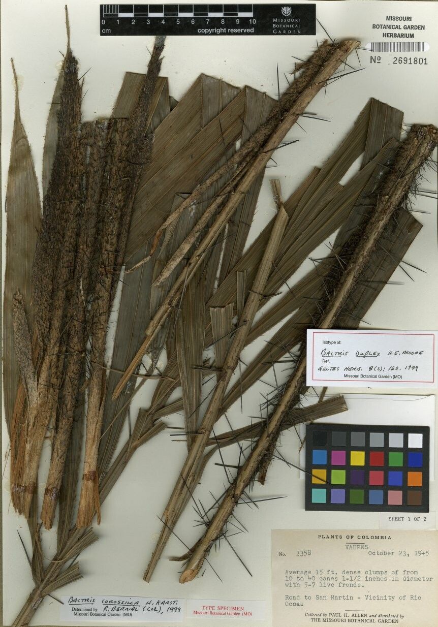 Bactris corossilla other