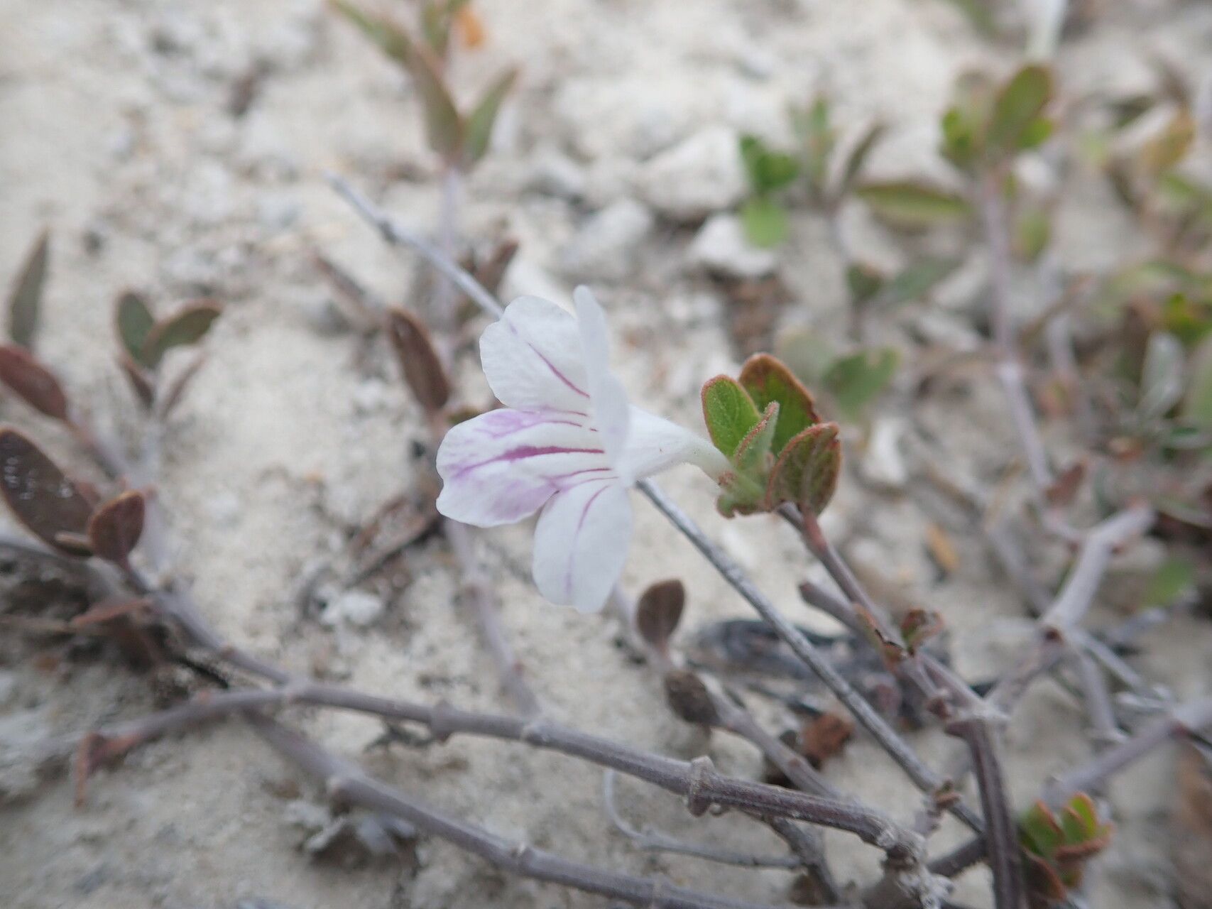Ruellia misera — search result for 'Ruellia'