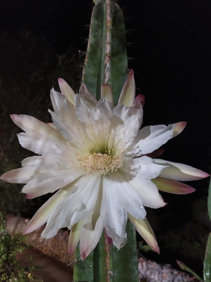 Cereus jamacaru flower