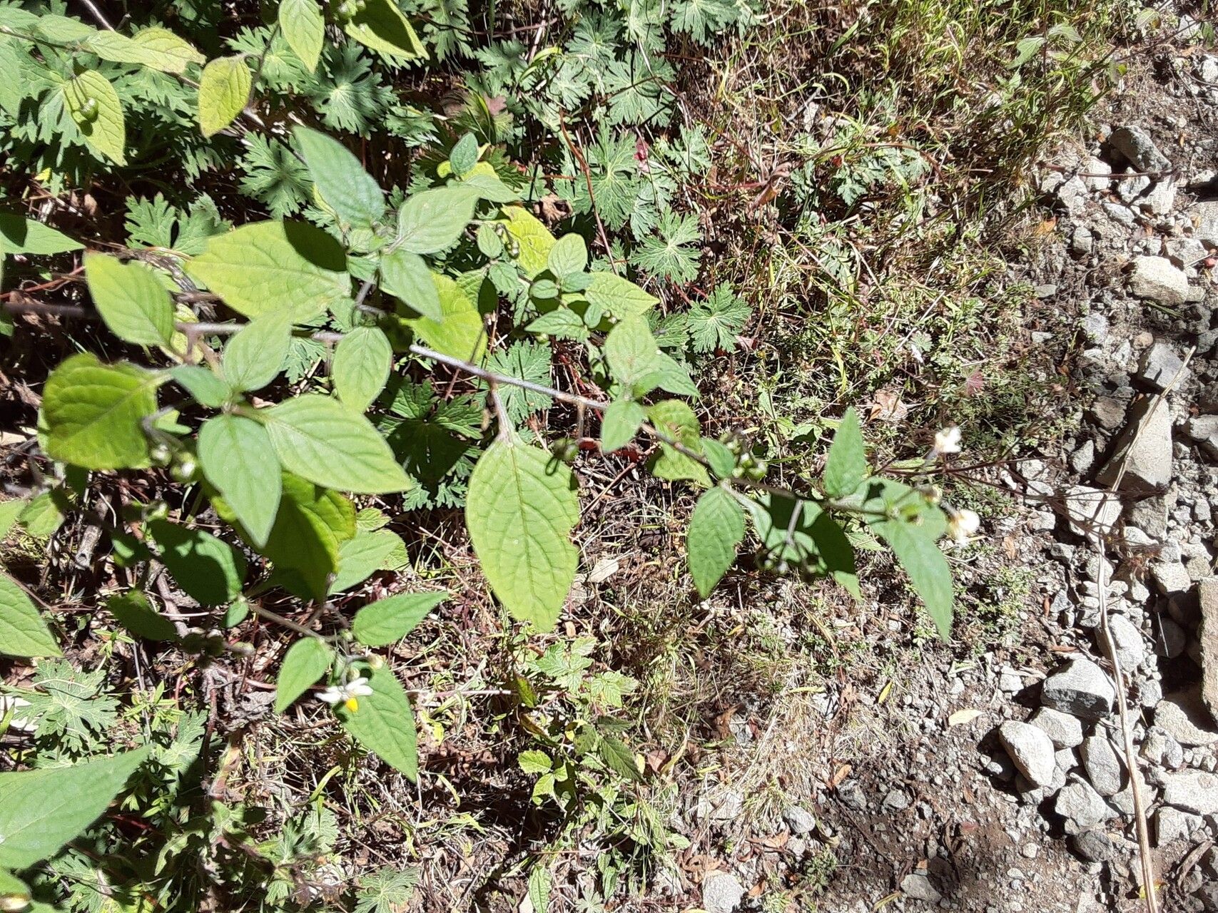 Solanum macrotonum habit