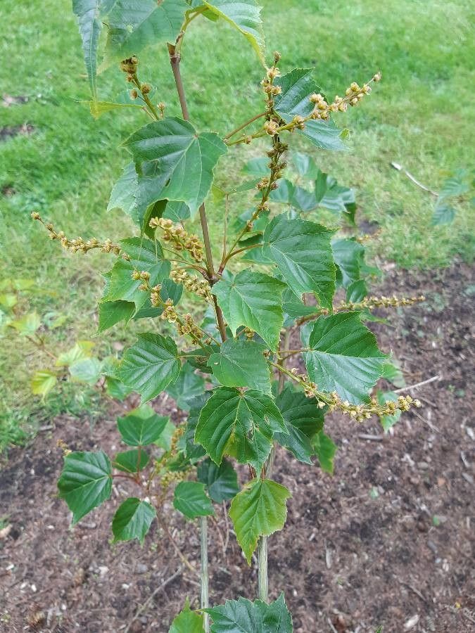 Acer rubescens fruit