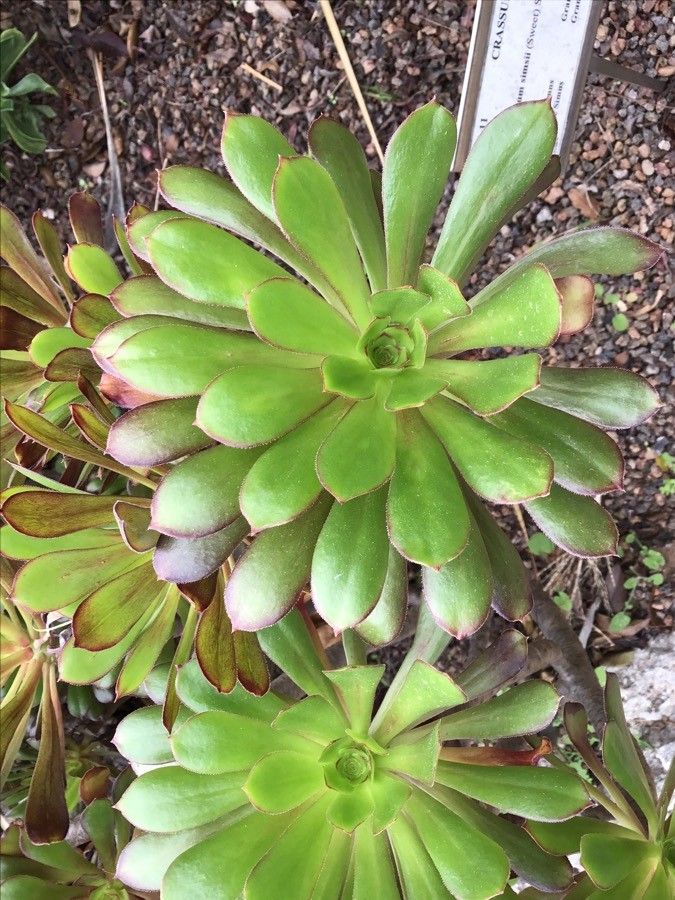 Aeonium simsii — search result for 'Aeonium'