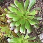 Aeonium simsii