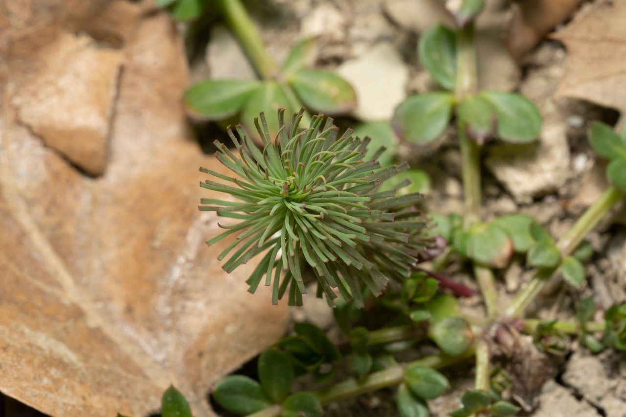 Euphorbia aleppica leaf