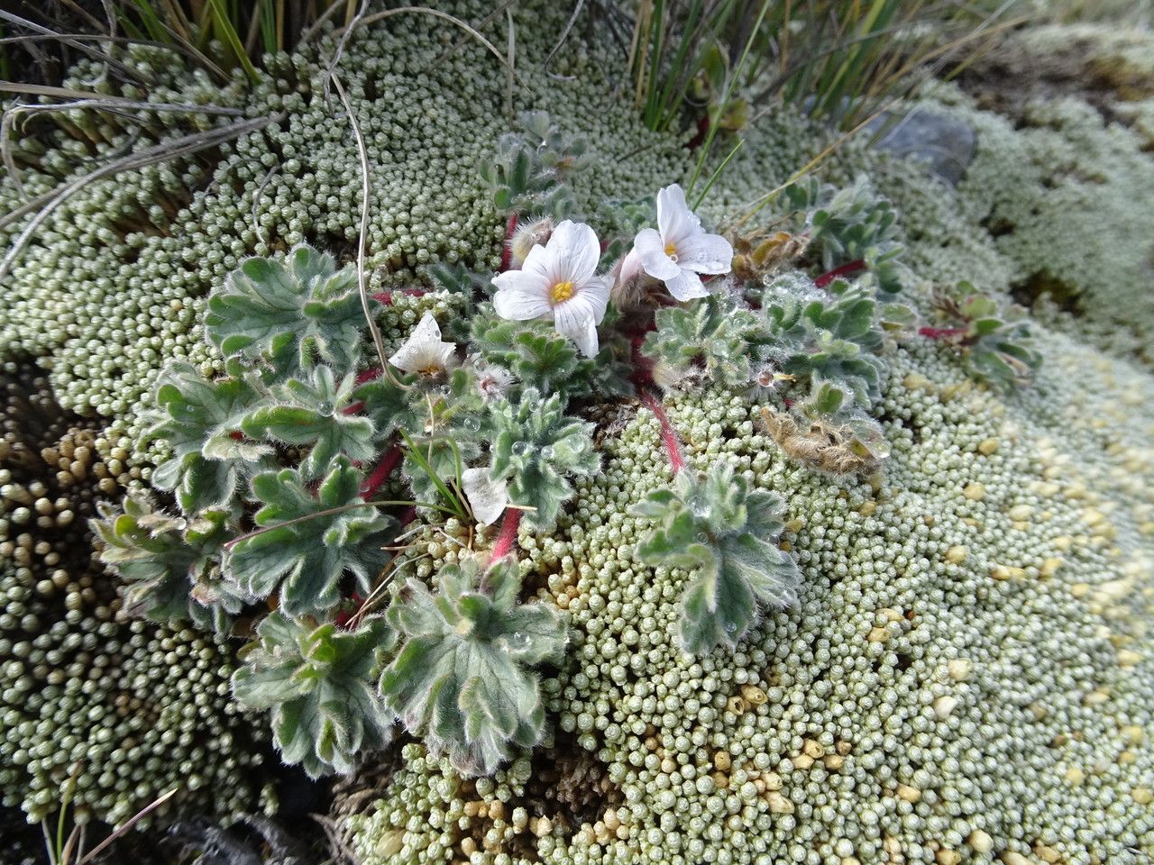 Geranium sessiliflorum habit