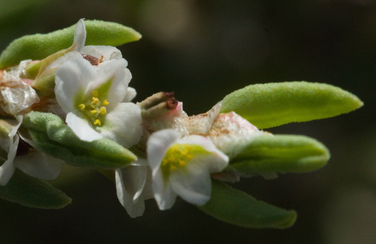 Polygonum maritimum flower