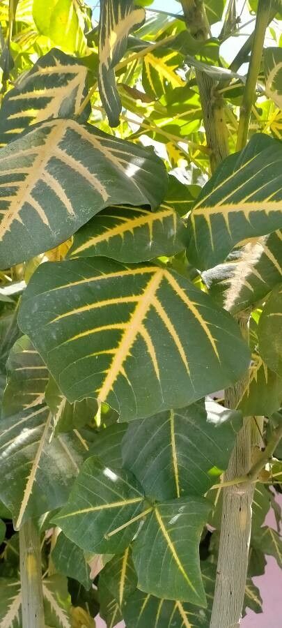 Erythrina variegata leaf
