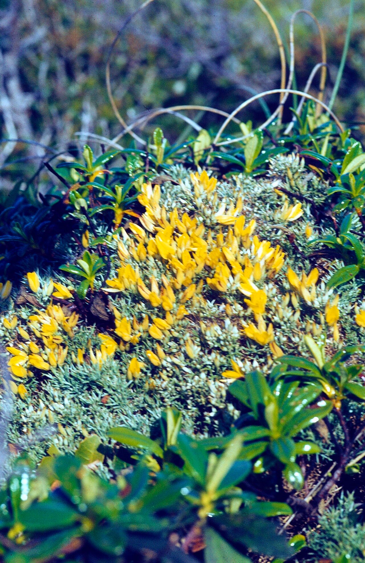 Ulex erinaceus — houseplant care guide