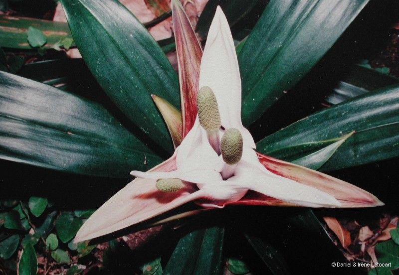 Freycinetia spectabilis flower