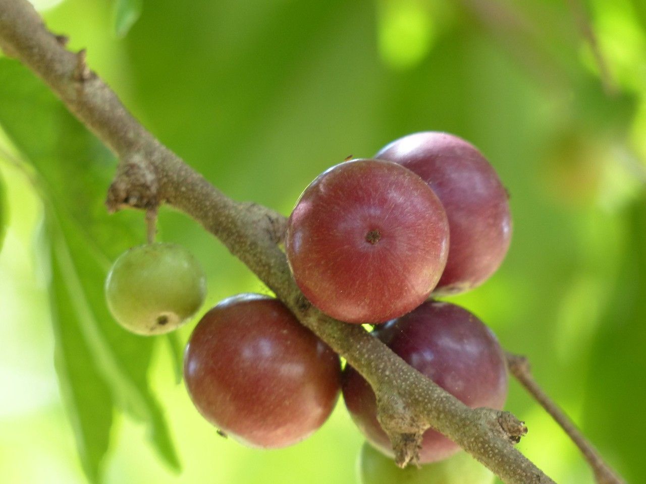 Flacourtia jangomas fruit