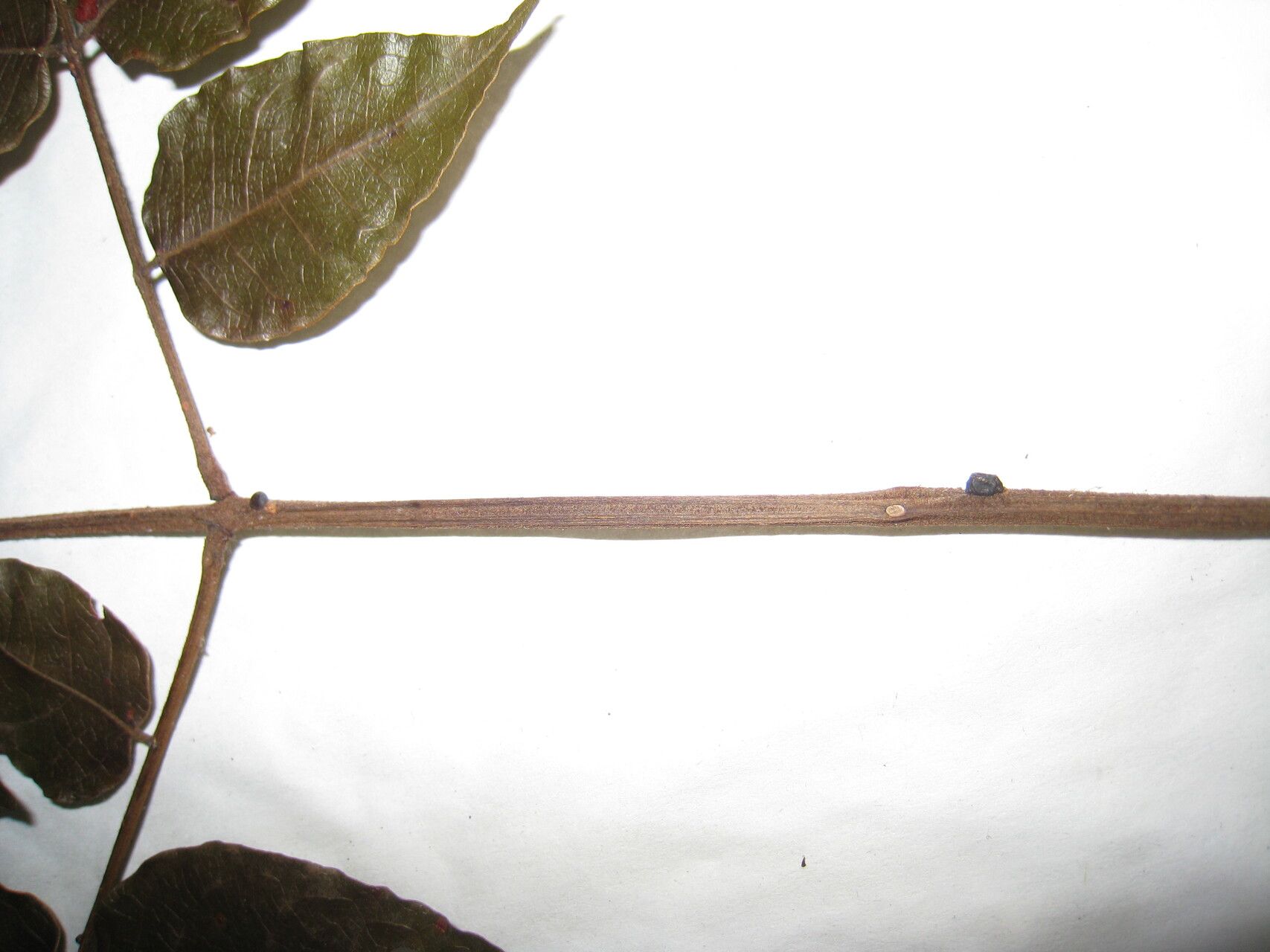 Stryphnodendron polystachyum — related species from the same genus