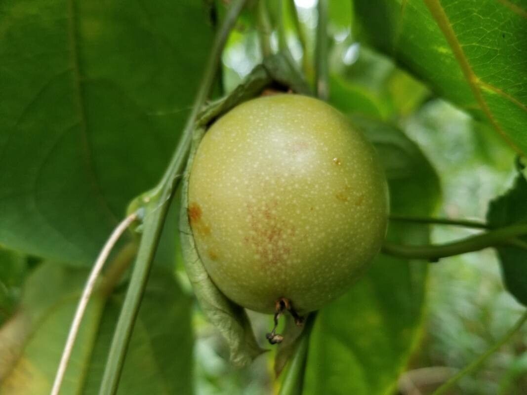 Passiflora maliformis fruit