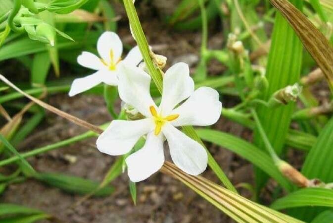 Cipura campanulata — related species from the same genus