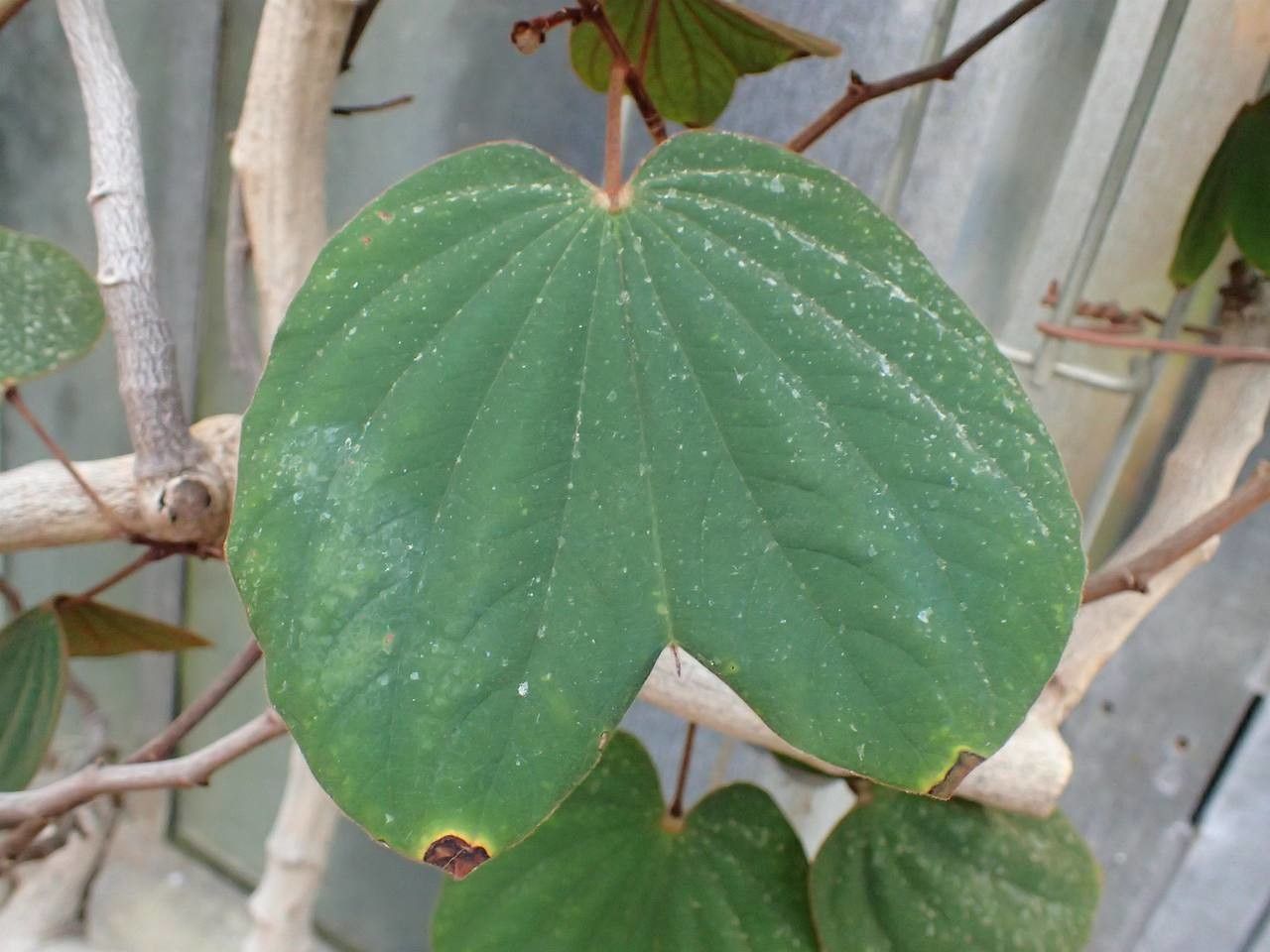 Bauhinia semibifida leaf