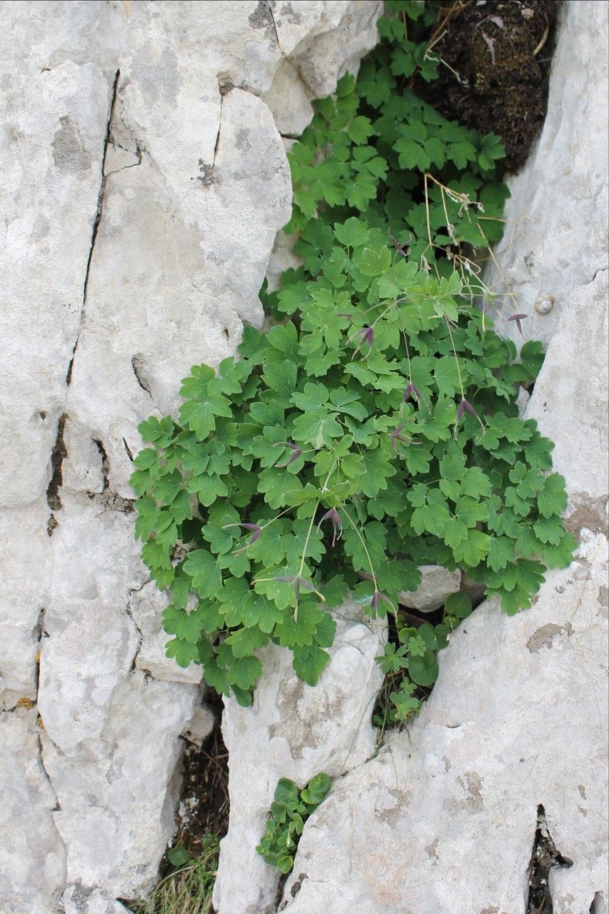 Thalictrum macrocarpum habit