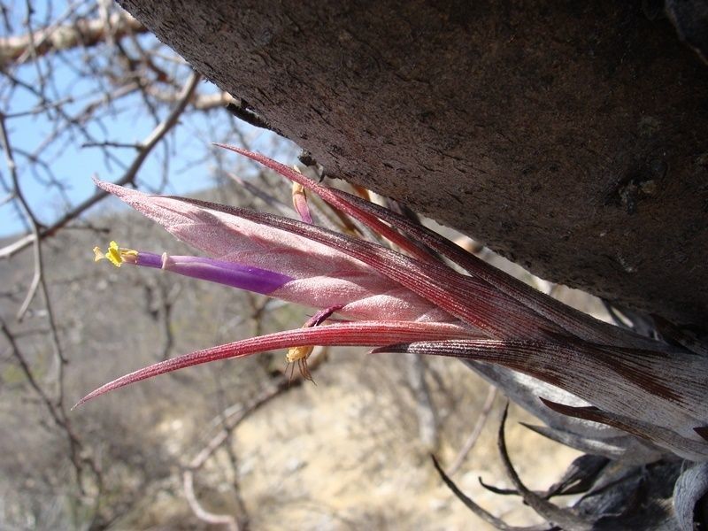 Tillandsia circinnatioides flower