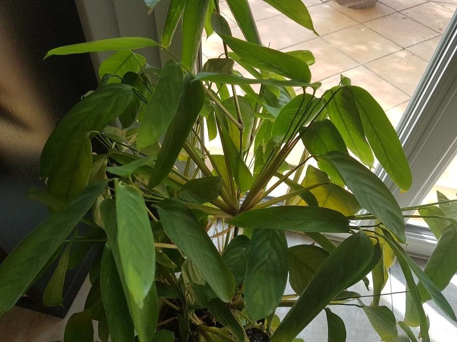 Maranta arundinacea fruit