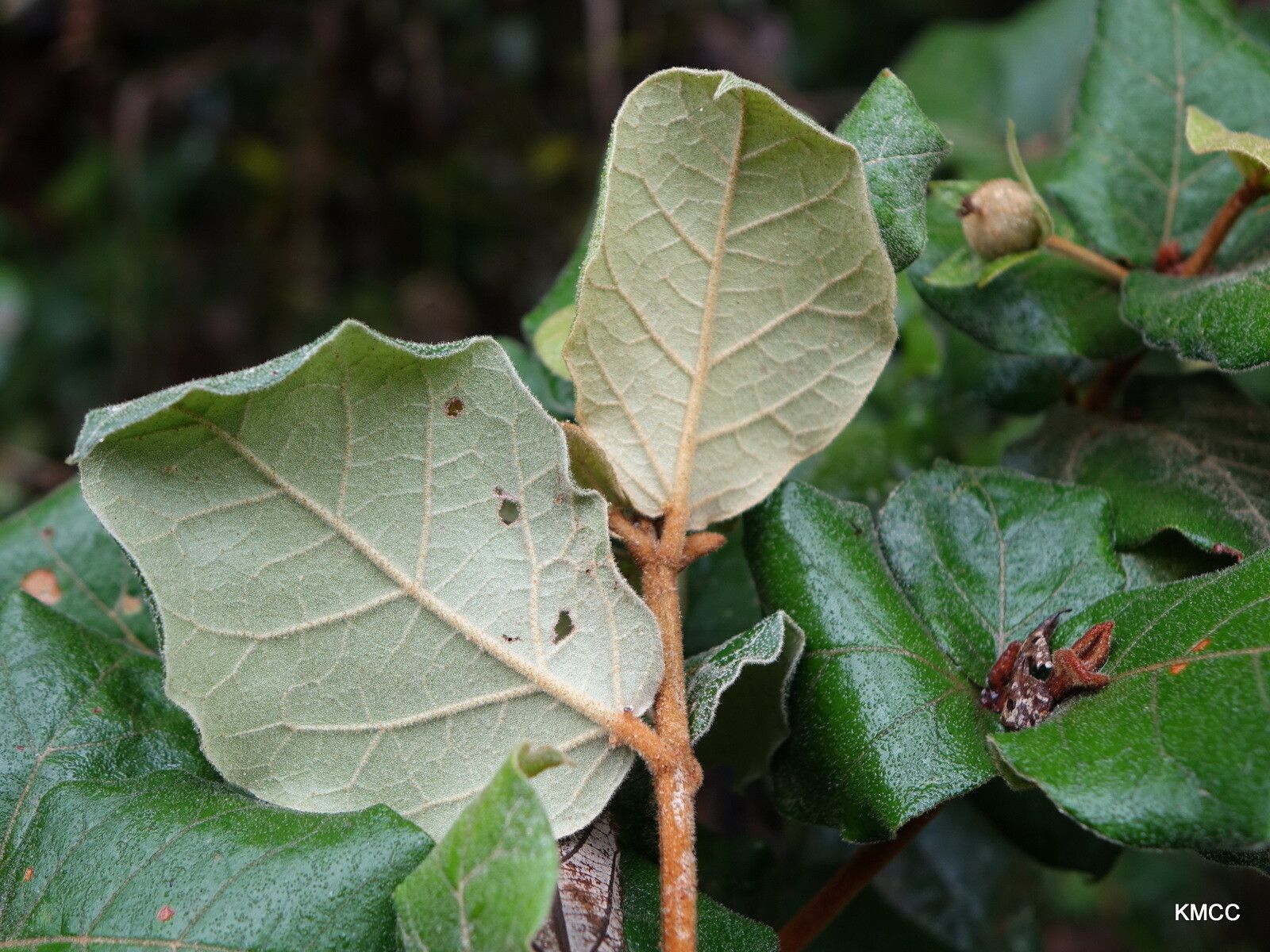 Croton lasiopyrus — houseplant care guide