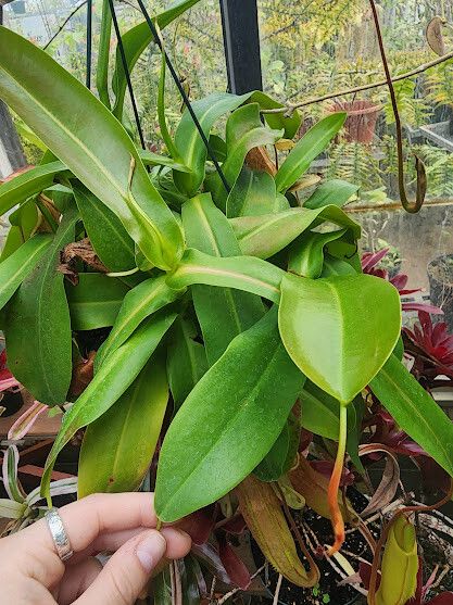 Nepenthes sanguinea — search result for 'Nepenthes'