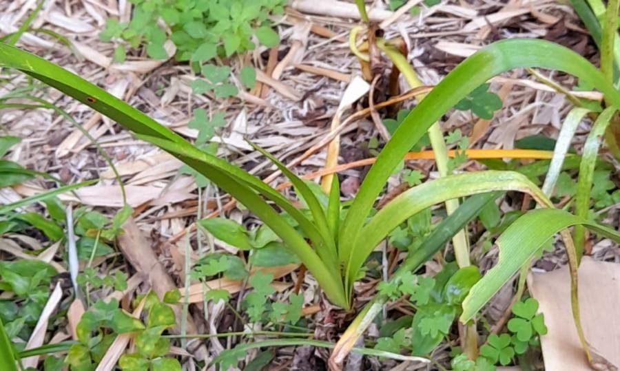 Sprekelia formosissima — search result for 'Guatemala'