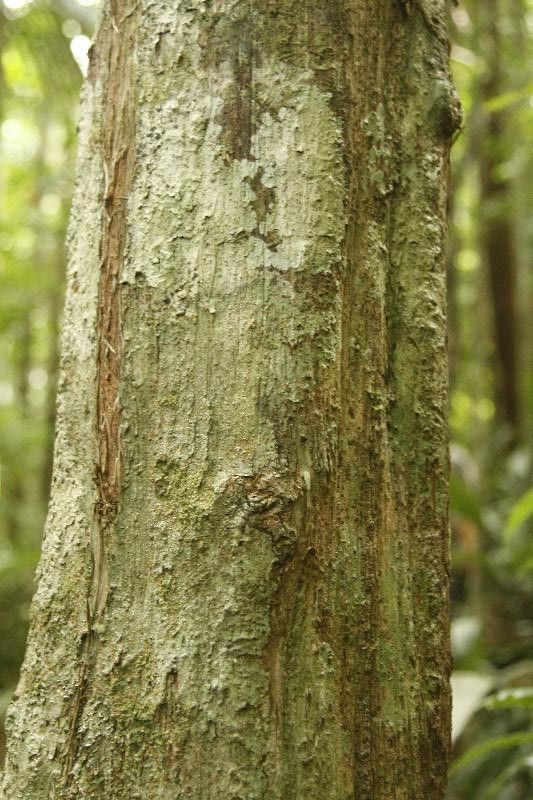 Eschweilera sagotiana bark
