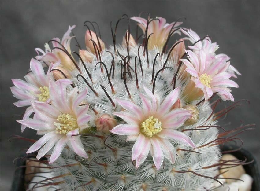 Mammillaria perezdelarosae flower