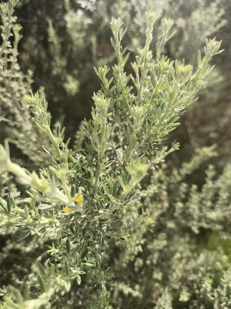 Teline microphylla leaf