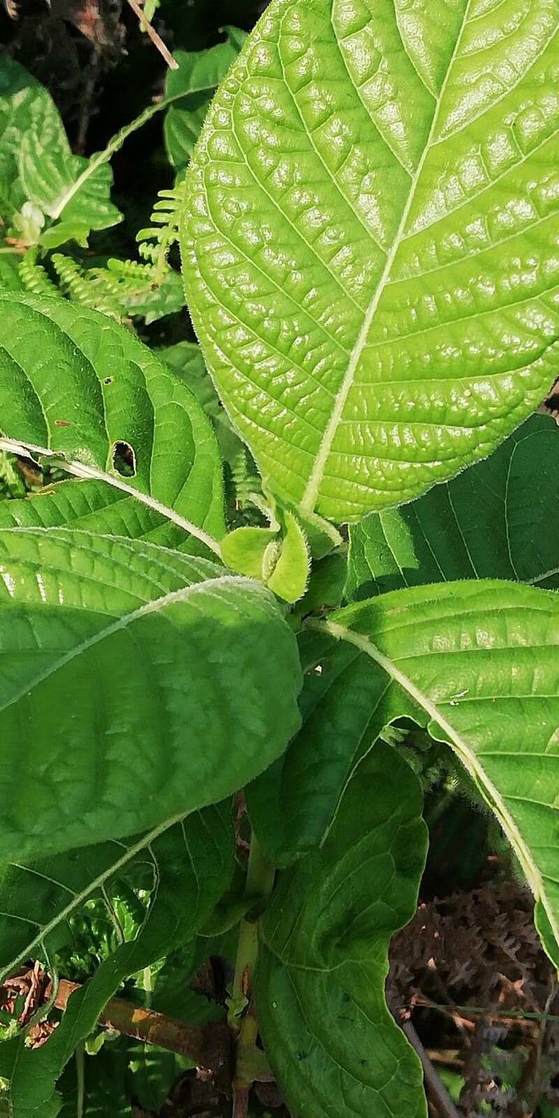 Sabicea venosa — houseplant care guide