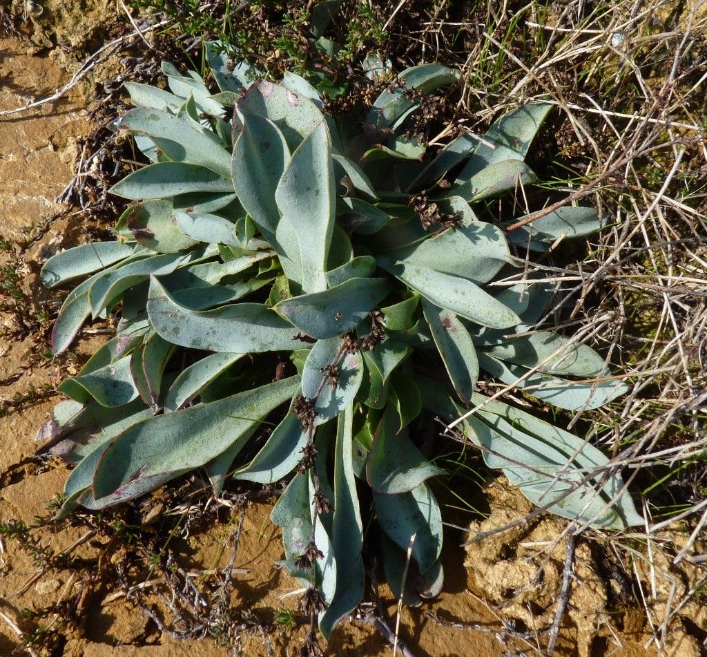 Limonium ovalifolium habit