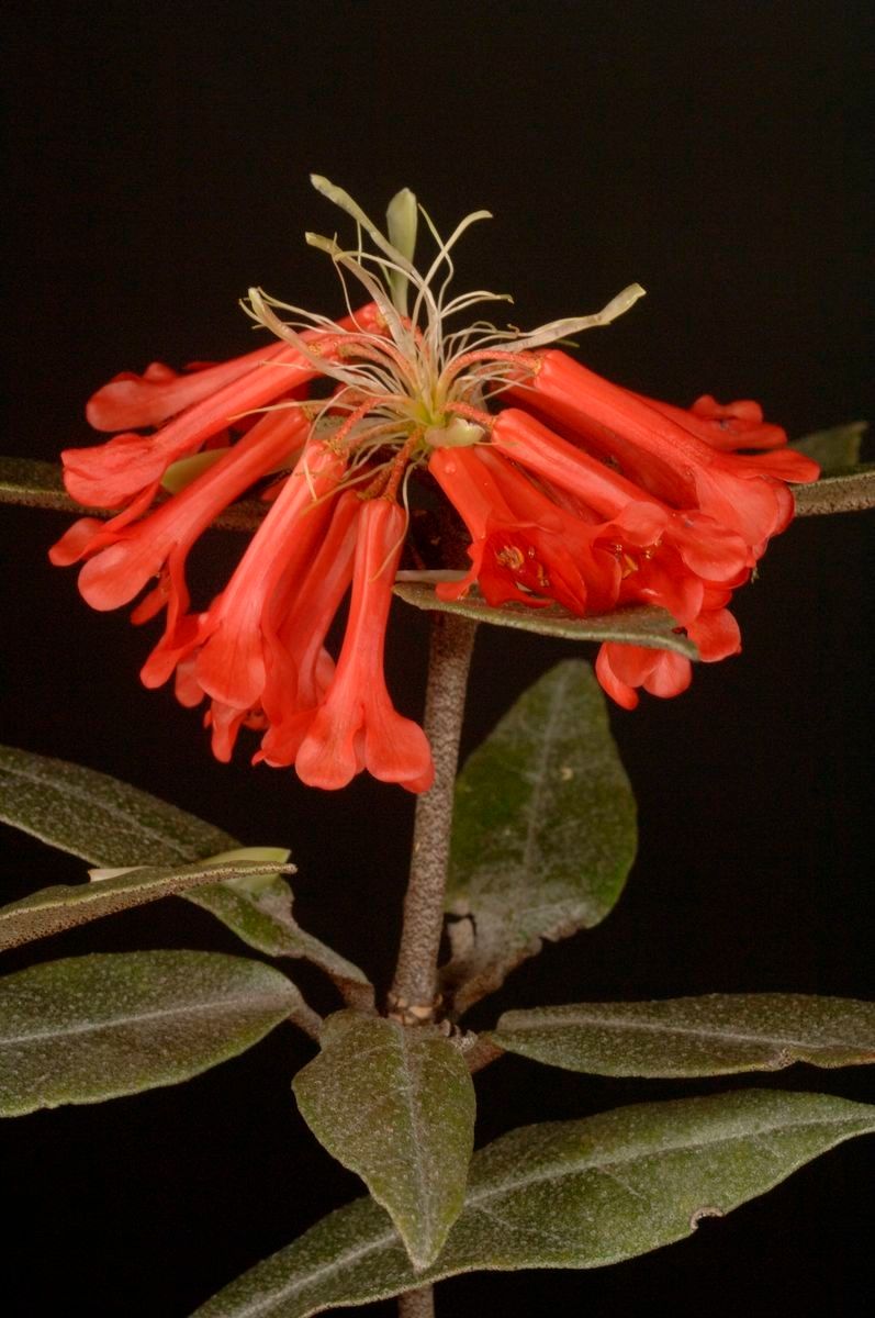 Rhododendron durionifolium — houseplant care guide