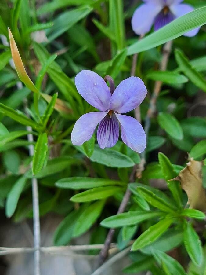 Viola arborescens flower