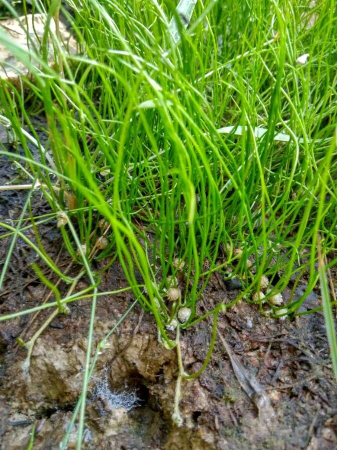 Pilularia globulifera flower