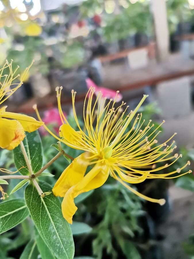 Hypericum sampsonii flower