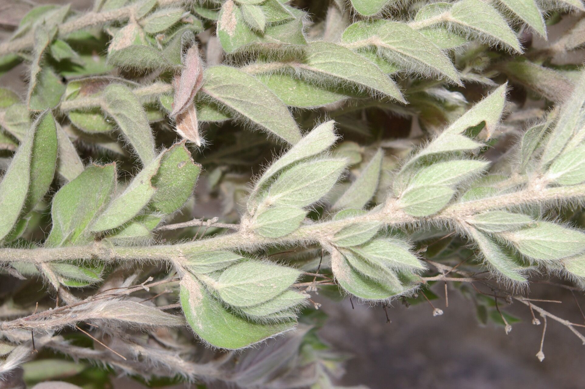 Evolvulus tenuis leaf