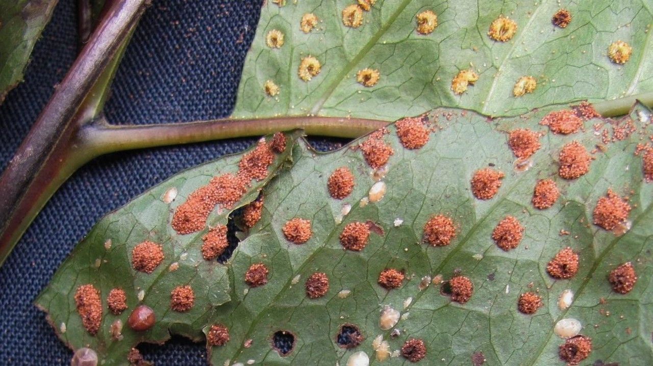 Tectaria incisa fruit