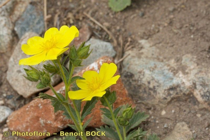 Potentilla hispanica habit