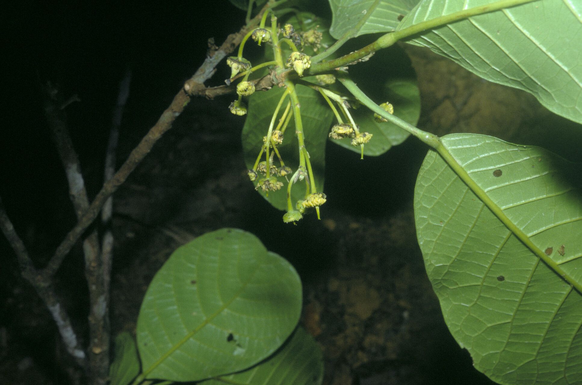 Sloanea obtusifolia flower