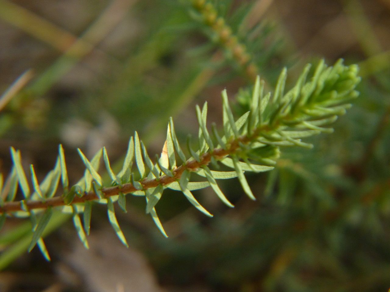 Thymelaea coridifolia — related species from the same genus