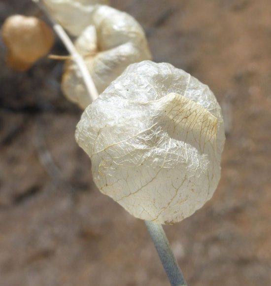 Salazaria mexicana — houseplant care guide