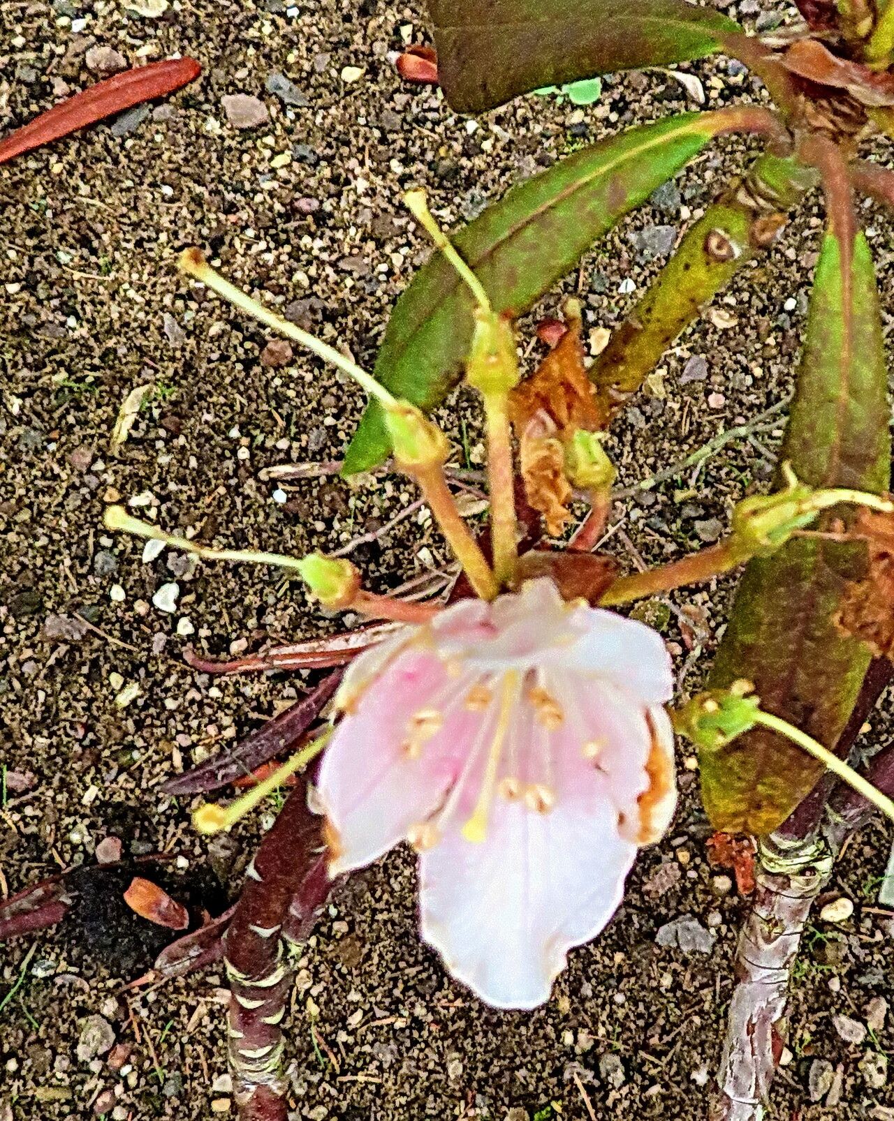 Rhododendron ungernii — houseplant care guide