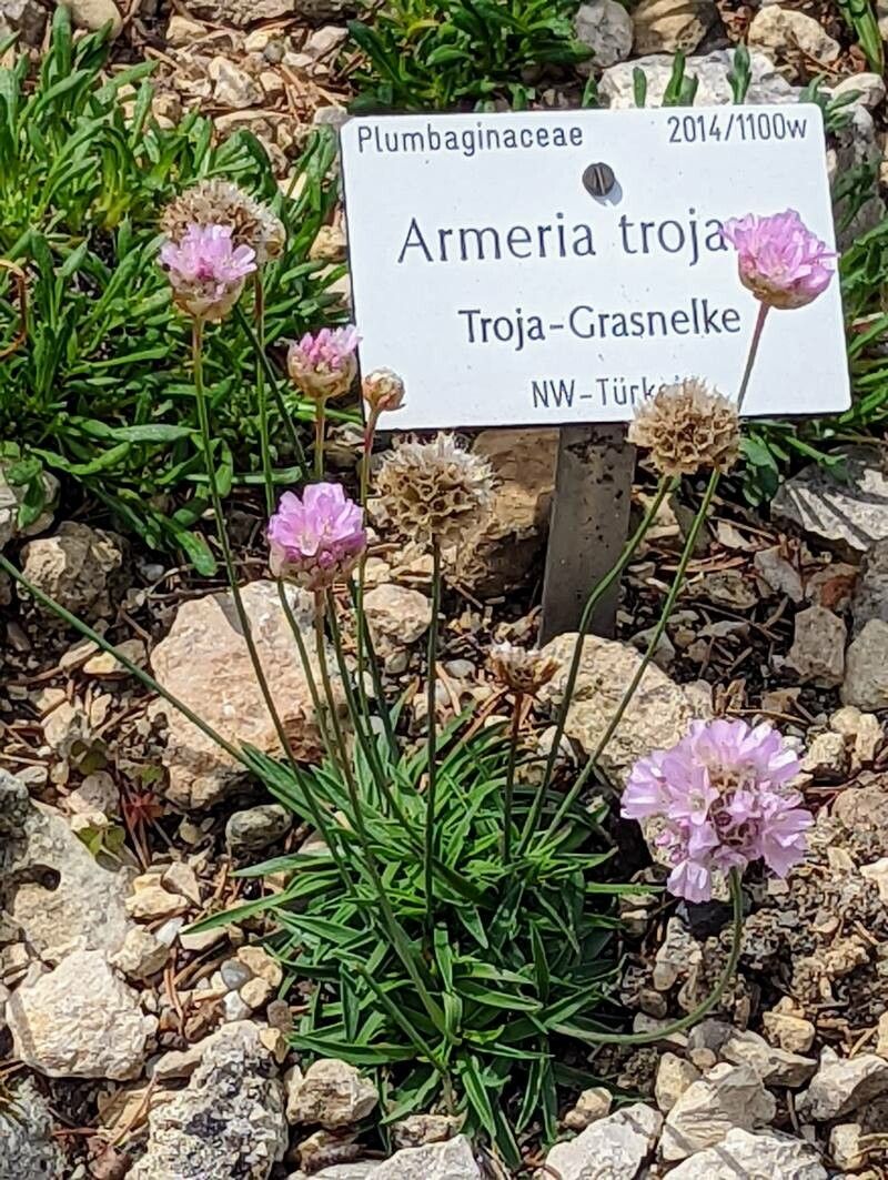 Armeria trojana — houseplant care guide
