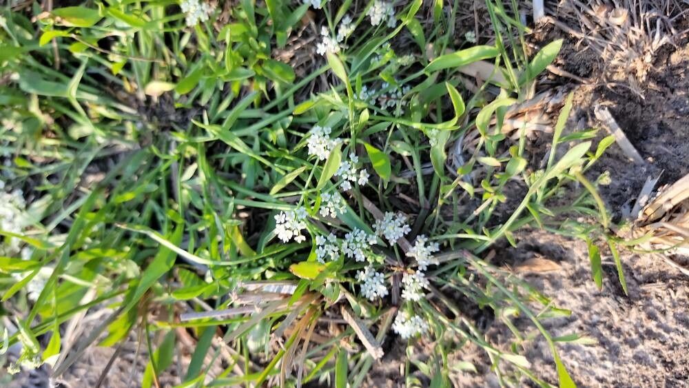 Limnosciadium pinnatum flower