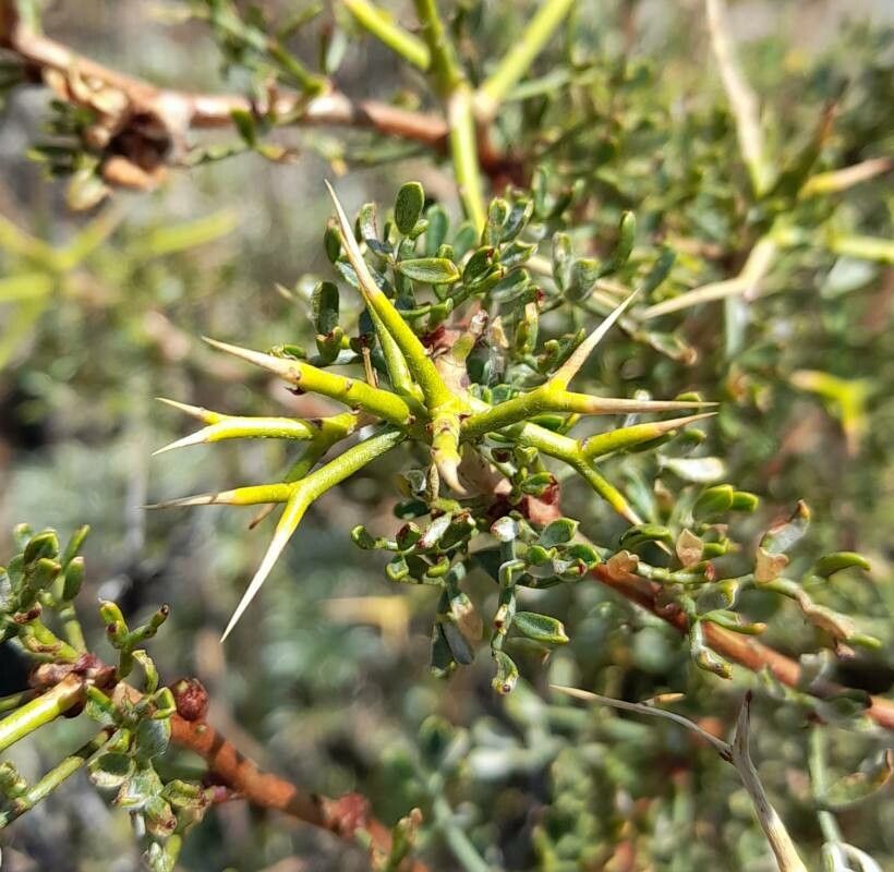 Adesmia volckmannii other